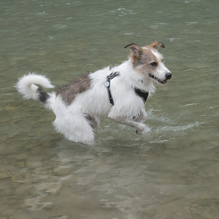 Provence 2014 +20140604_0885 als Smartobjekt-1 Kopie.jpg - Felix hatte heute seinen mutigen Tag und traute sich sogar über den Fluss ( oder war es doch nur ein Bach ? )